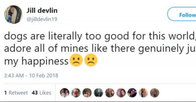 10+ That Prove How Much We Adore Dogs