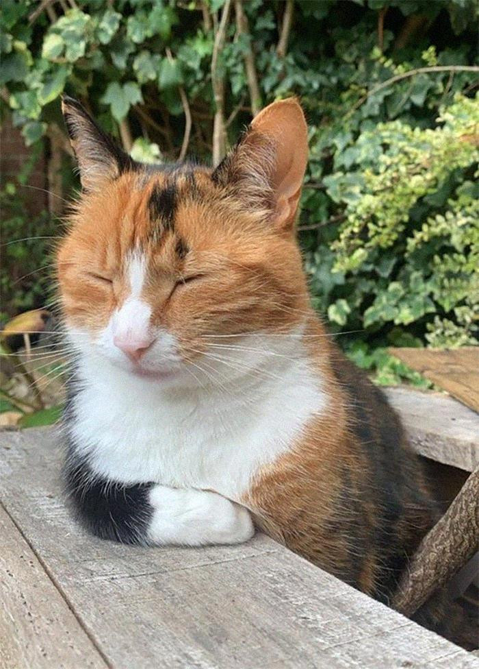 "Little Lady Sat In A Planter Waiting On Her Pint"