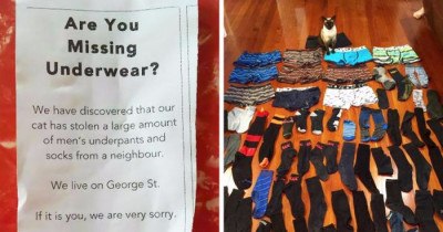 10+ Pets Who Can't Help But Be Jerks To Their Owners