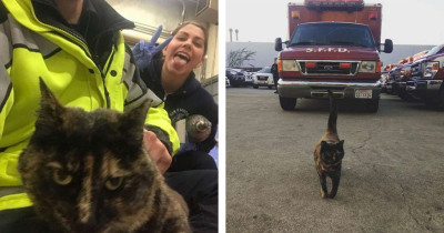 Firefighters Told They Would Have To Get Rid of Their Beloved Station Cat