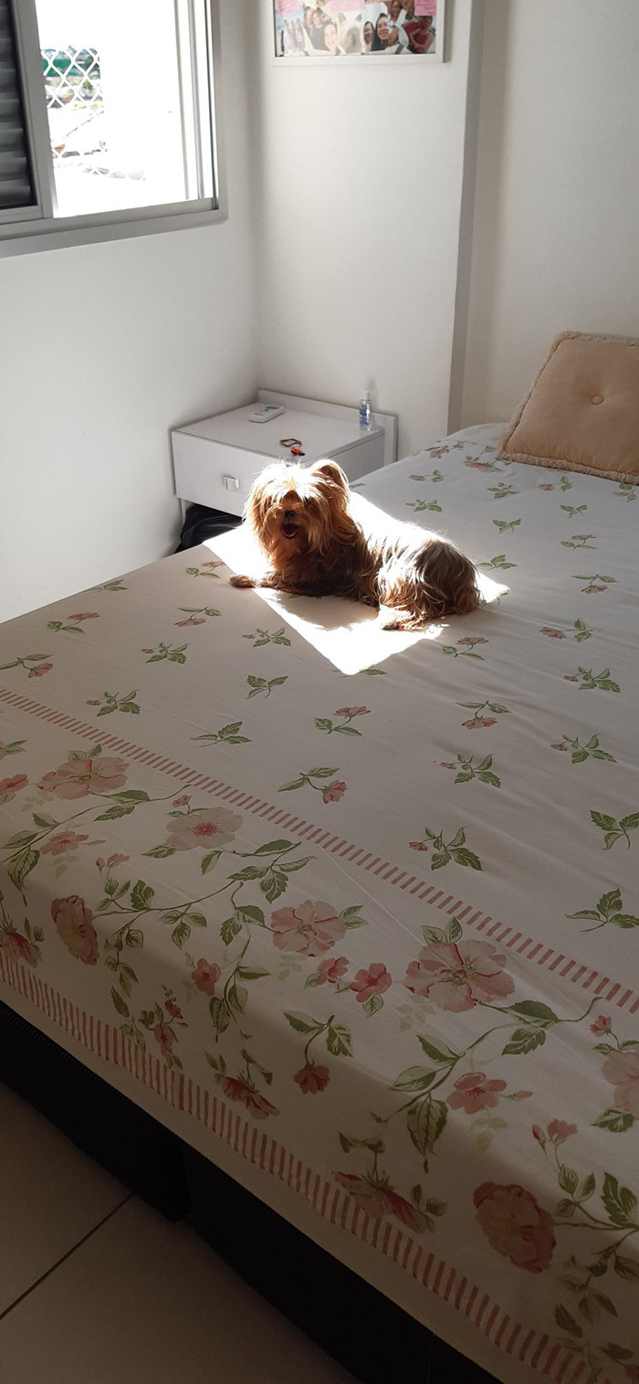 Pet thinking about wormies while sunbathing, lying in a warm patch.