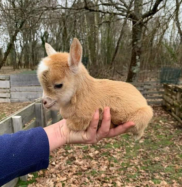 13. The Cutest Baby Goat Ever!