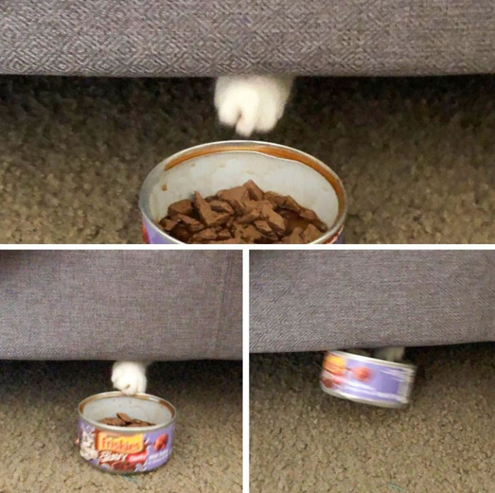 9. You can clearly see the moment the cat realized it was food.