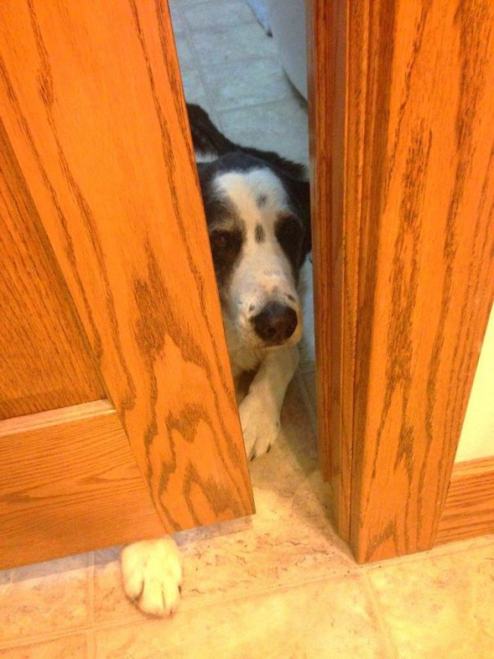 10. "My family's 12.5-year-old dog knows he isn't allowed in the kitchen during dinner time, but he still likes to get as close as possible."