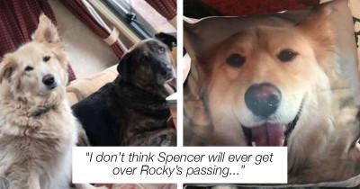 Heartbroken Dog Cuddles Pillow of Brother Who Passed Away