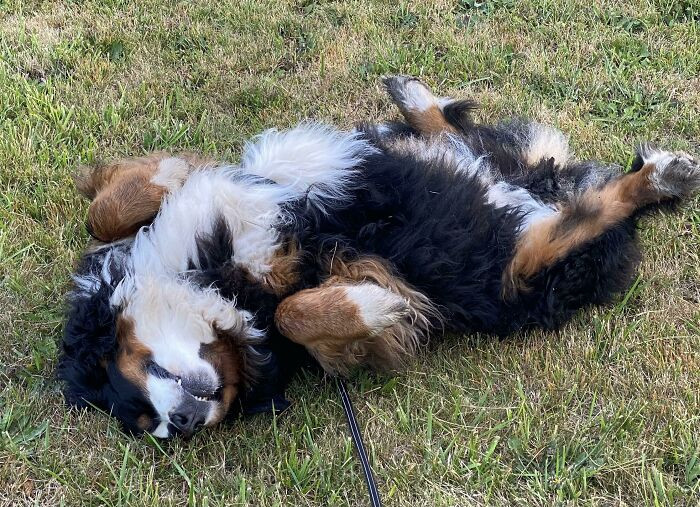 7. "Wakes Me At 5am For Her Walk. This Is The Walk"