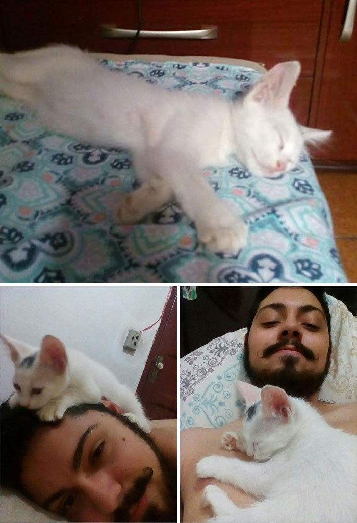 #7 First Photo: This Was Not My Cat, He Just Entered My House And Slept In My Bed Second Photo: Now He Climbs Me Third Photo: He's Definitively My C A T T O Now