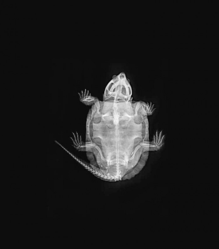 The x-ray of a big-headed turtle.