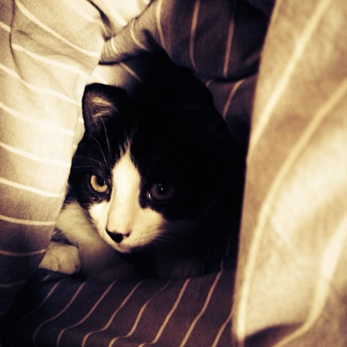 5. “When you shut off all the lights to go to bed, that is ancient cat language for war. Therefore, I will attack your legs as soon as the lights go off.” – PegaKing