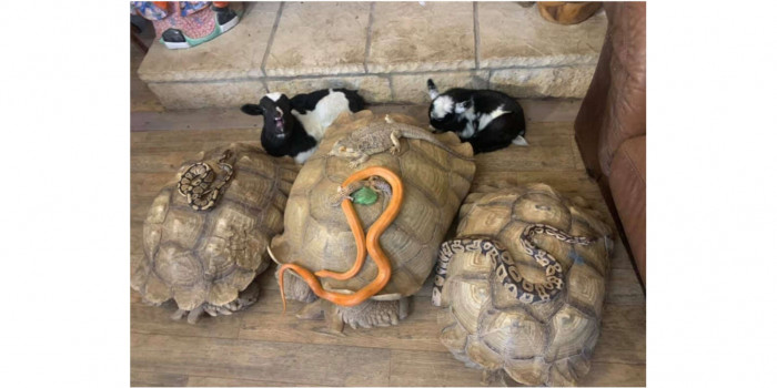 The smaller reptiles relaxed on top of the tortoises.