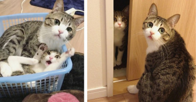 Rescue Kitten Finds His Doppelganger And They Become BFFs