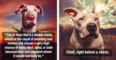 Incredible Dog Portraits To Make You Smile Today