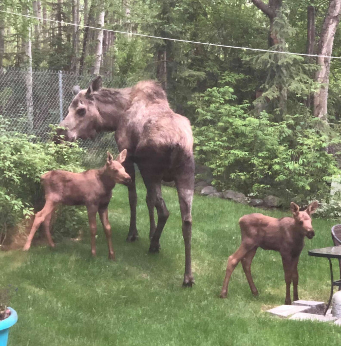 The adorable family took off around 7 p.m. after being called by another moose family.