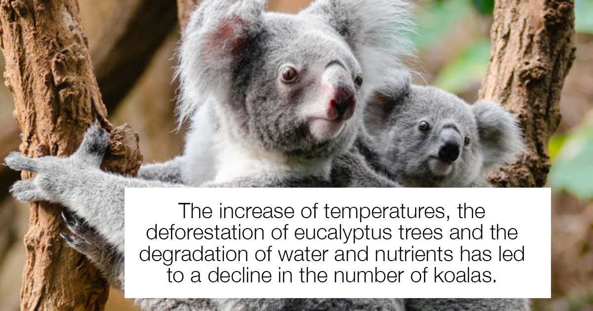 Koala's Found To Be "Functionally Extinct" In Parts Of Australia