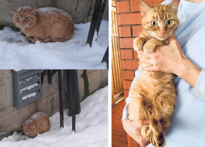 4. This cat was abandoned in Russia at -30°C! But now he's safe and cozy year-round.