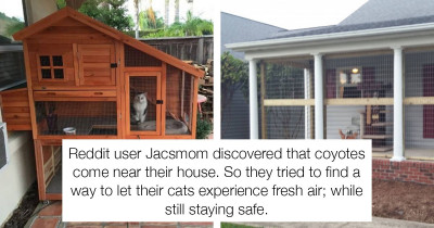 This Woman Used a Chicken Coop as an Ingenious Solution to Keep Her Cats Safe