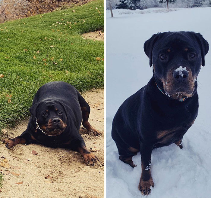 "We Adopted Her On October 27th. She Was Very Overweight. She’s Lost A Pound A Week And Gained So Much Energy."