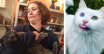 We Asked Cats On Catnip Fans To Share Photos Of Their Cats And They Delivered The BEST