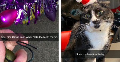 Christmas Cats Who Are Holly, Jolly, And Naughty
