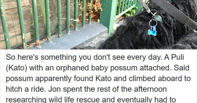 Owner Spots Baby Possum Hitching a Ride on Her Dog's Back