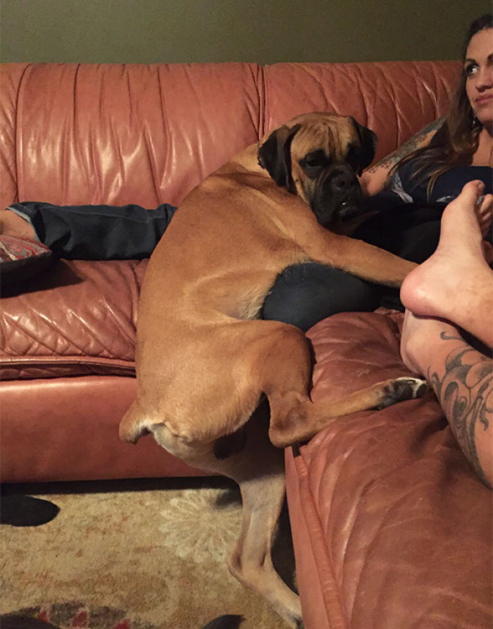 18. "My boxer isn't allowed to be on the couch. He won this one on a technicality."