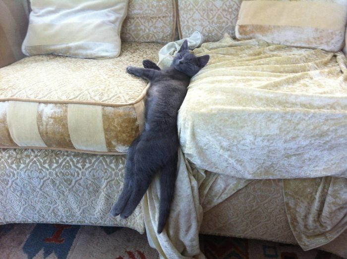 27. "Bought our kitten a new $40 bed. Walked in to see him sleeping like this."