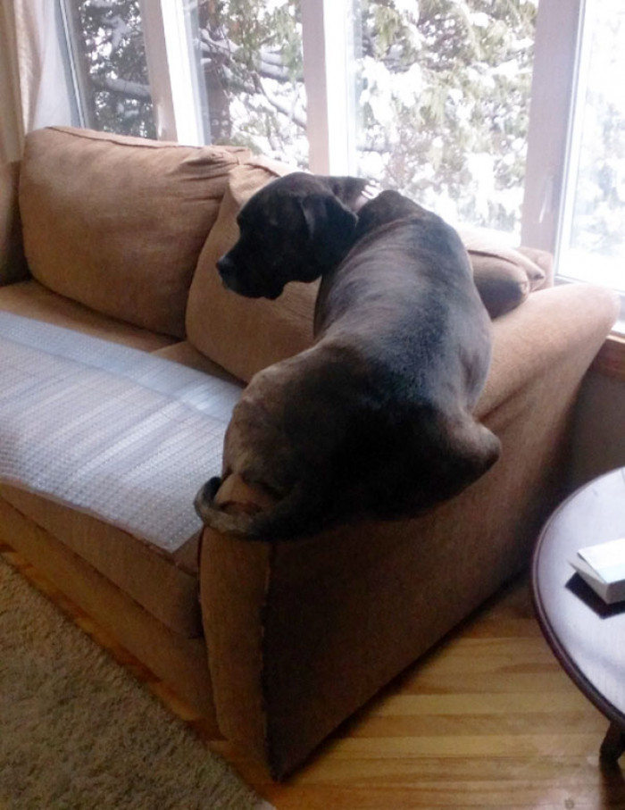 25. "My dog knows she's not allowed on the couch."