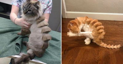 Everything You Need To Know About The Controversy of The Dinosaur Cat Trend