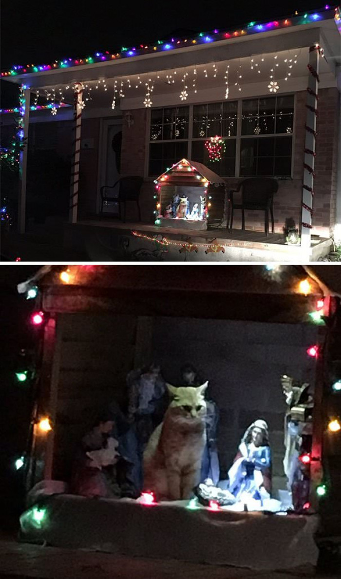 All the neighboring hotels were full, so the cat also had to go in the barn... obviously!