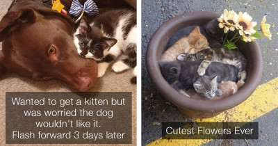This Week's Cat Posts Will Make Your Day a Whole Lot Better