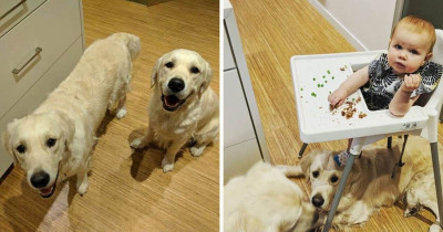 Golden Retrievers Helped A Toddler Escape Her Room And You Will Not Believe Why