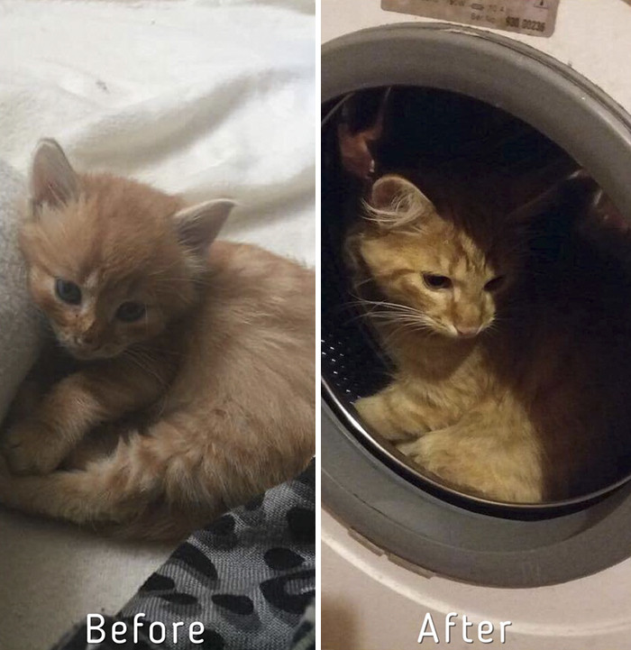 Zanda has also become a member of the non-profit cat protection organization, Cat Care Community.