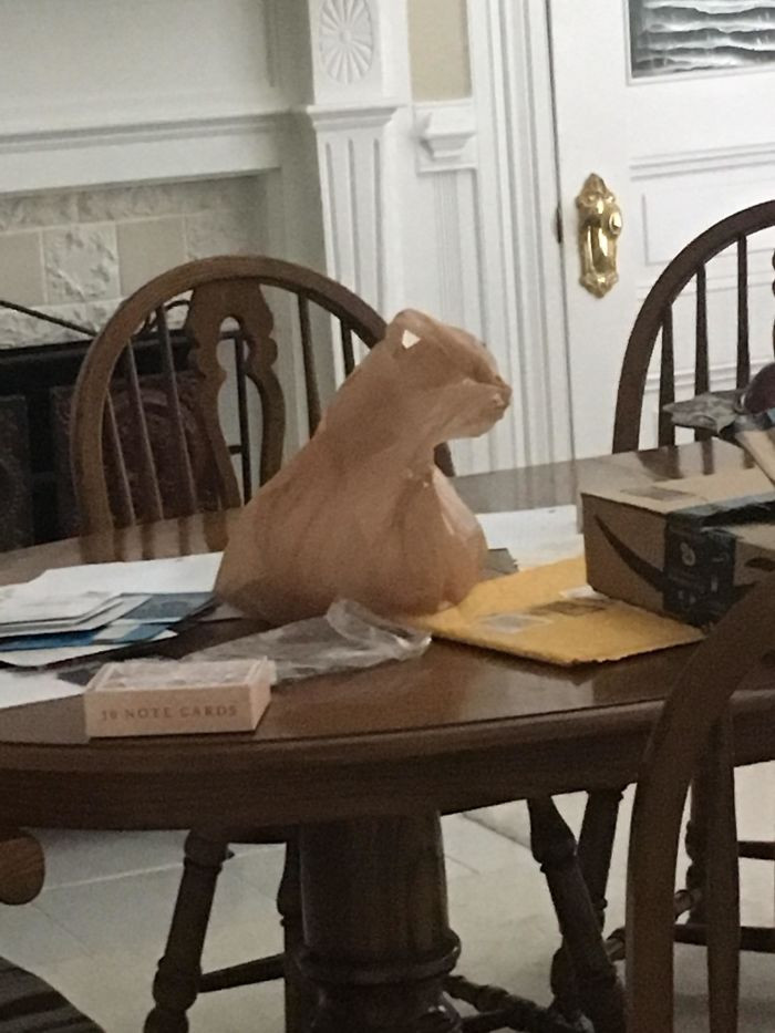 "This Bag Looks Like a Cat"