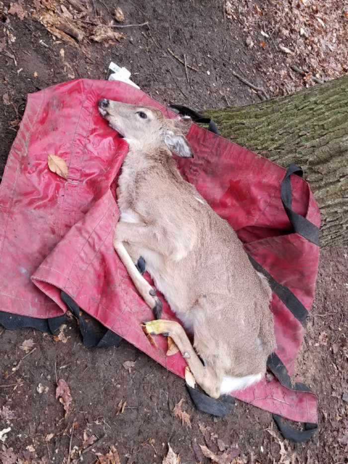 Odd Looking Deer Is Rescued After Days With No Food Or Water