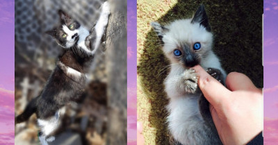 Cats On Catnip Fans Love Showing Off Their Cats' Beautiful Eyes