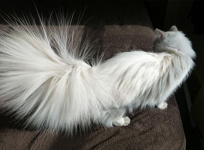 Static electric shock.