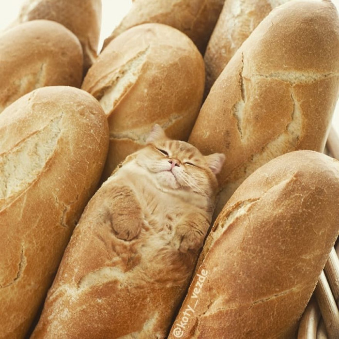 #3 I Prefer My Bread Furry