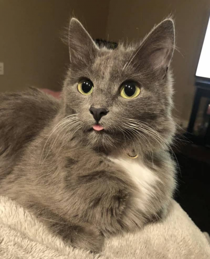 5. Relaxed Blep