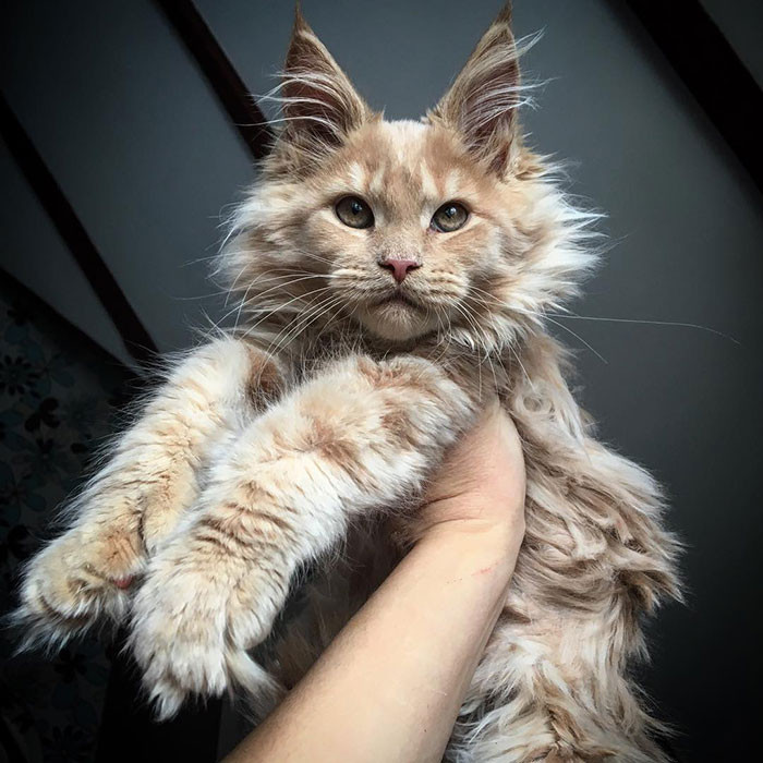These Super Fluffy Maine Coon Kittens Are SO Small It's ...