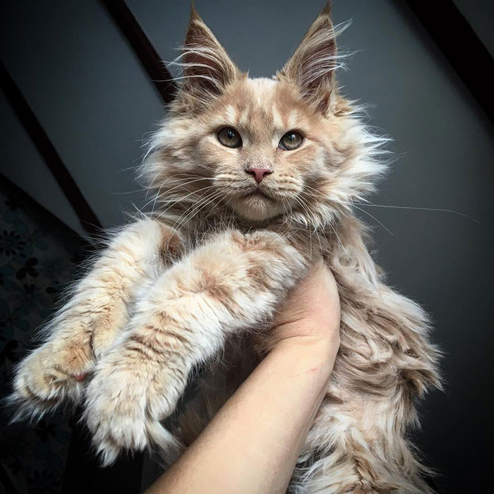 These Super Fluffy Maine Coon Kittens Are So Small It S Hard To Believ Cats On Catnip