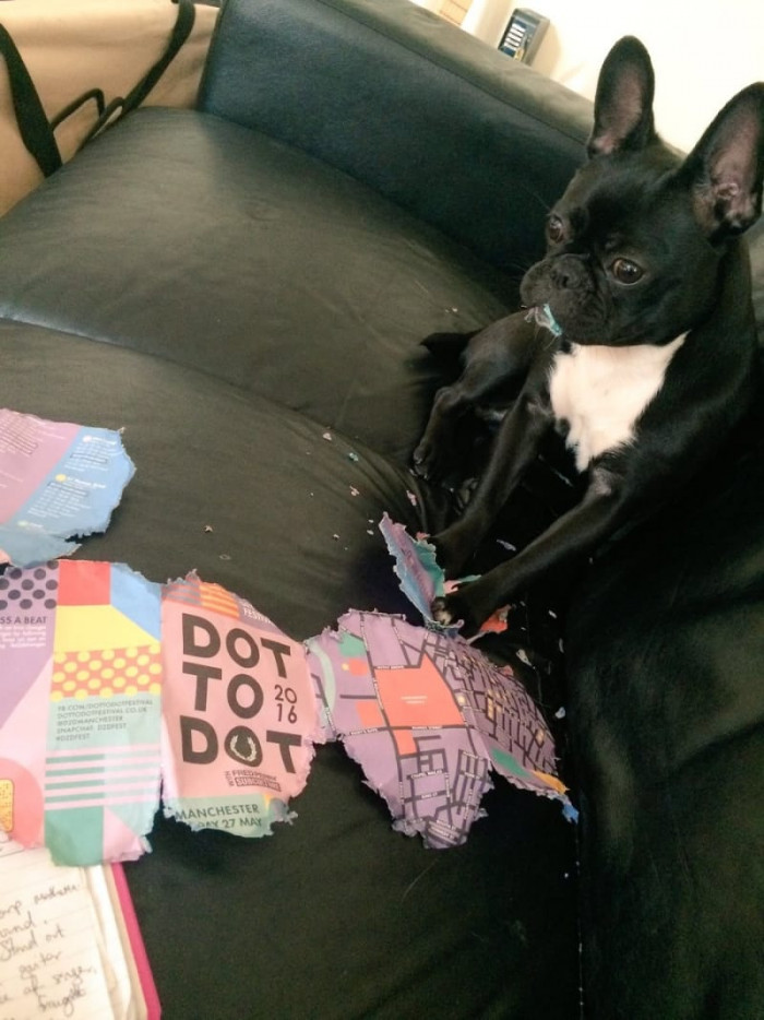 Sometimes when you accuse the dog, he just...