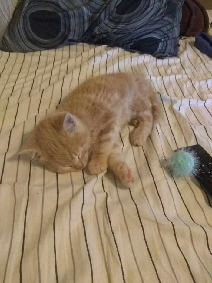 27. "Meet Butters. Yesterday He Was A Tough Street Kitten. Today He's The Proud Owner Of A Queen-Size Bed"