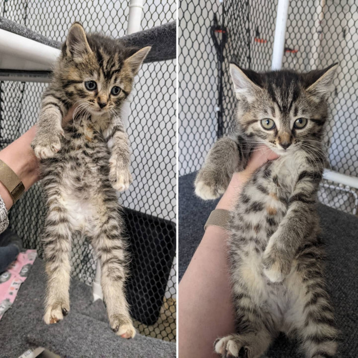 Two kittens labeled Rajah and Iago, with Princess Jasmine watching nearby