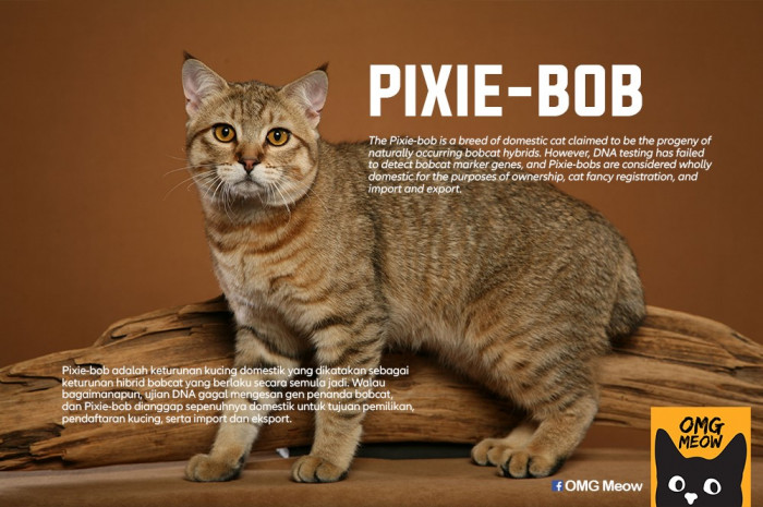 13. Pixie-bob