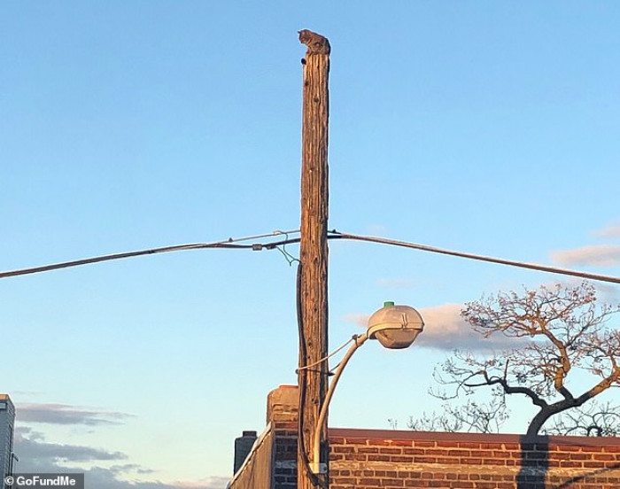 The cat in question stuck on a telephone pole.