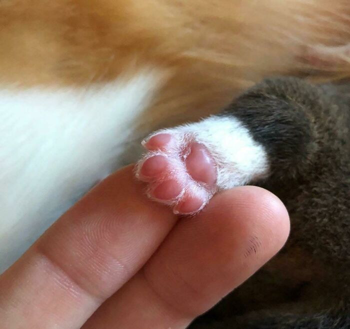 45. The Cutest Toe Beans!