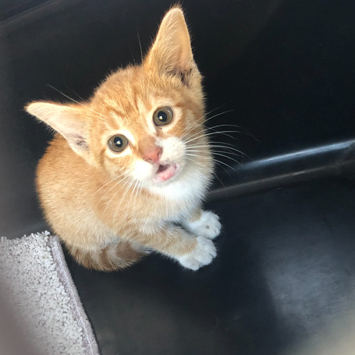 Meet Ginny, the ginger kitten.