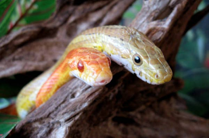 9. Corn snakes