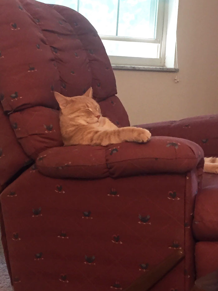 41. "My cat is like the weird uncle that falls asleep after eating at Thanksgiving."