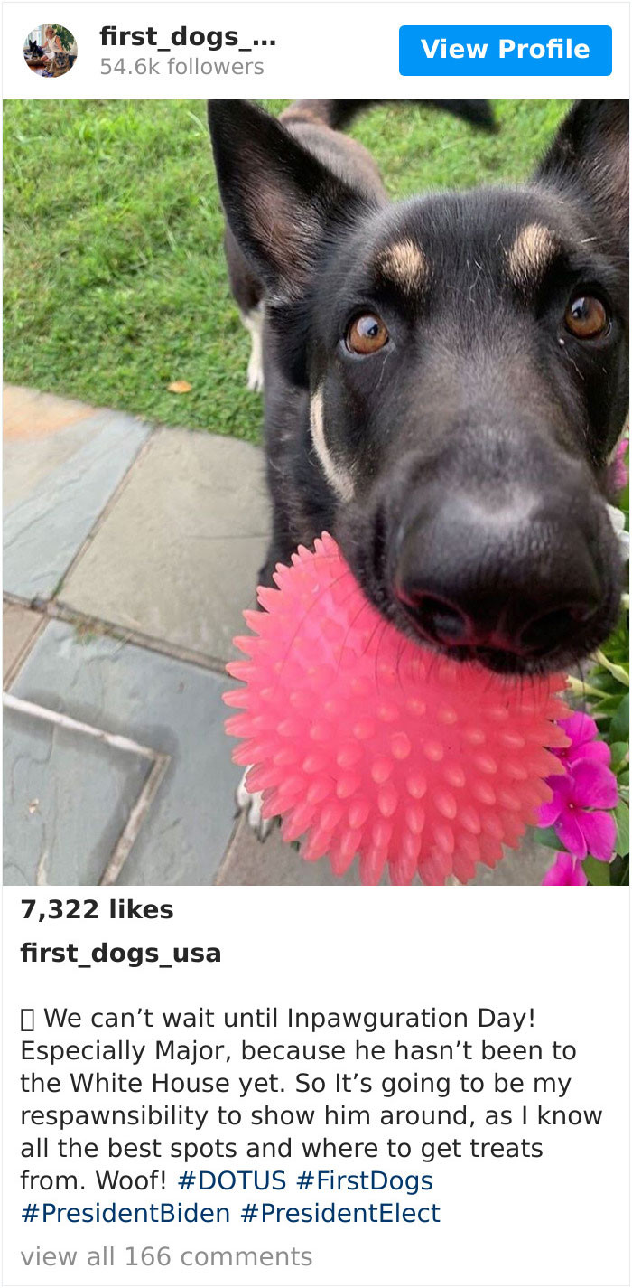 It's also a really cool note that a rescue dog will be represented in the White House come January 2021.